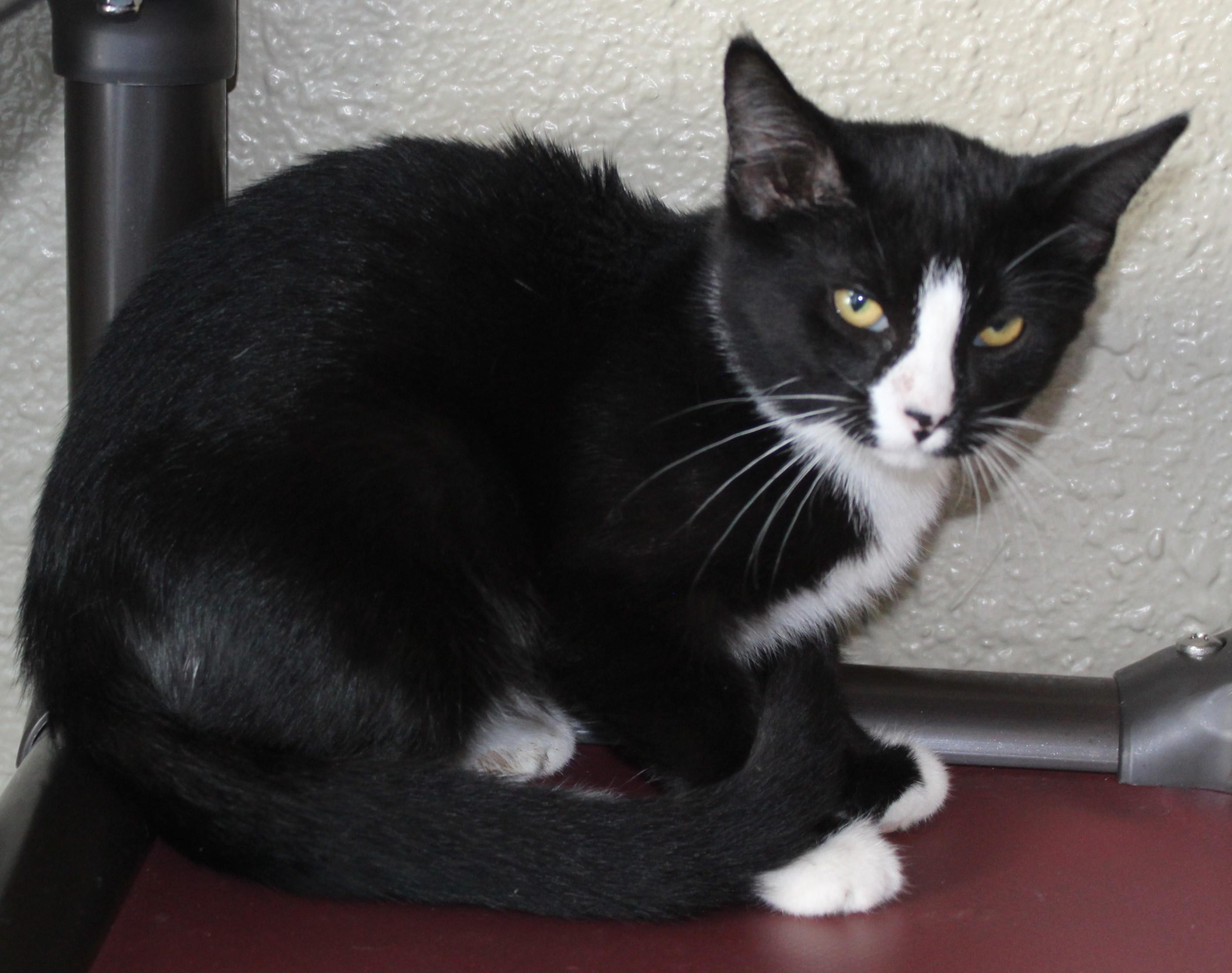 Enlarge Kona, a Adoptable mixed breed in Huron, SD image 3/3