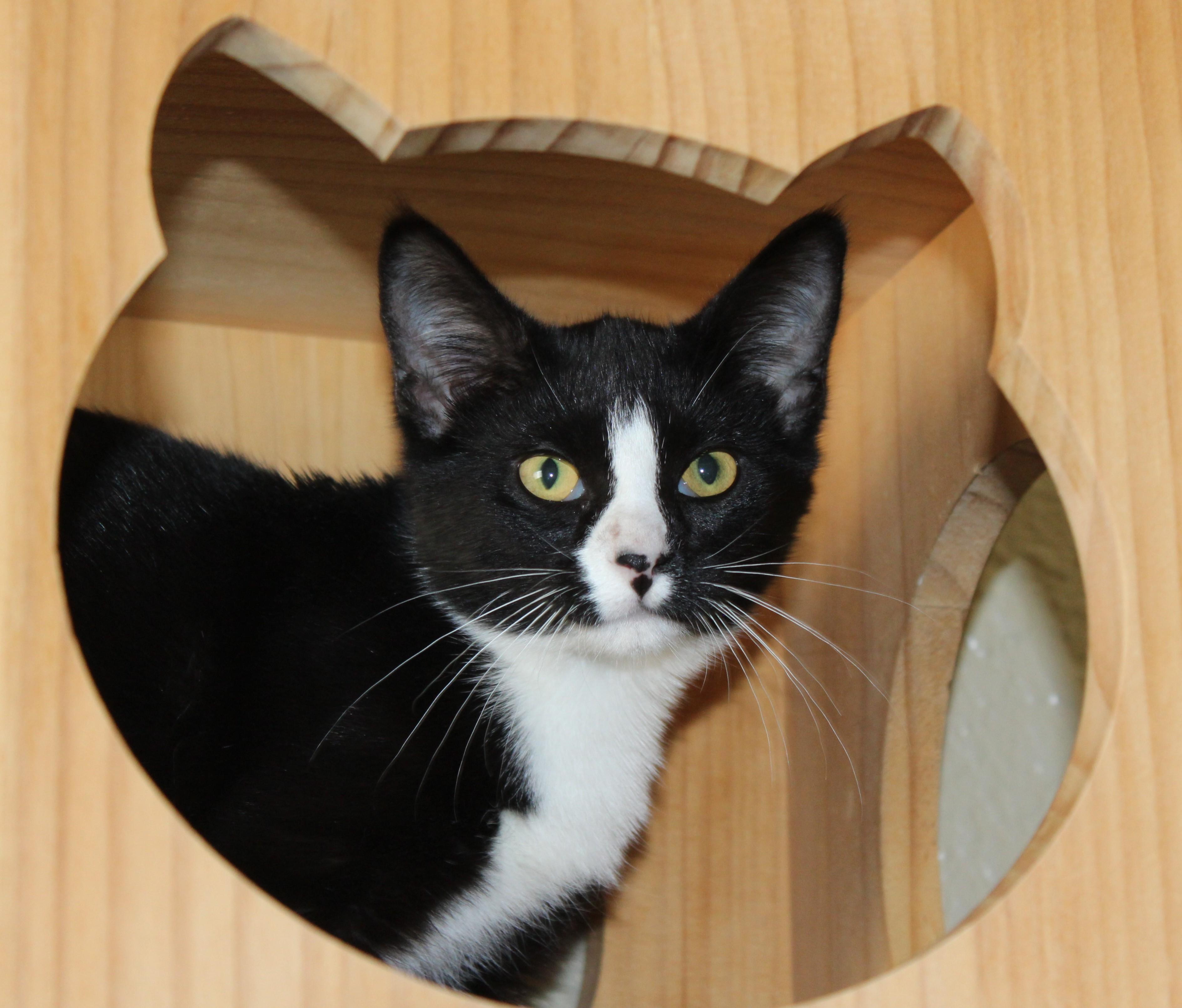 Enlarge Kona, a Adoptable mixed breed in Huron, SD image 2/3
