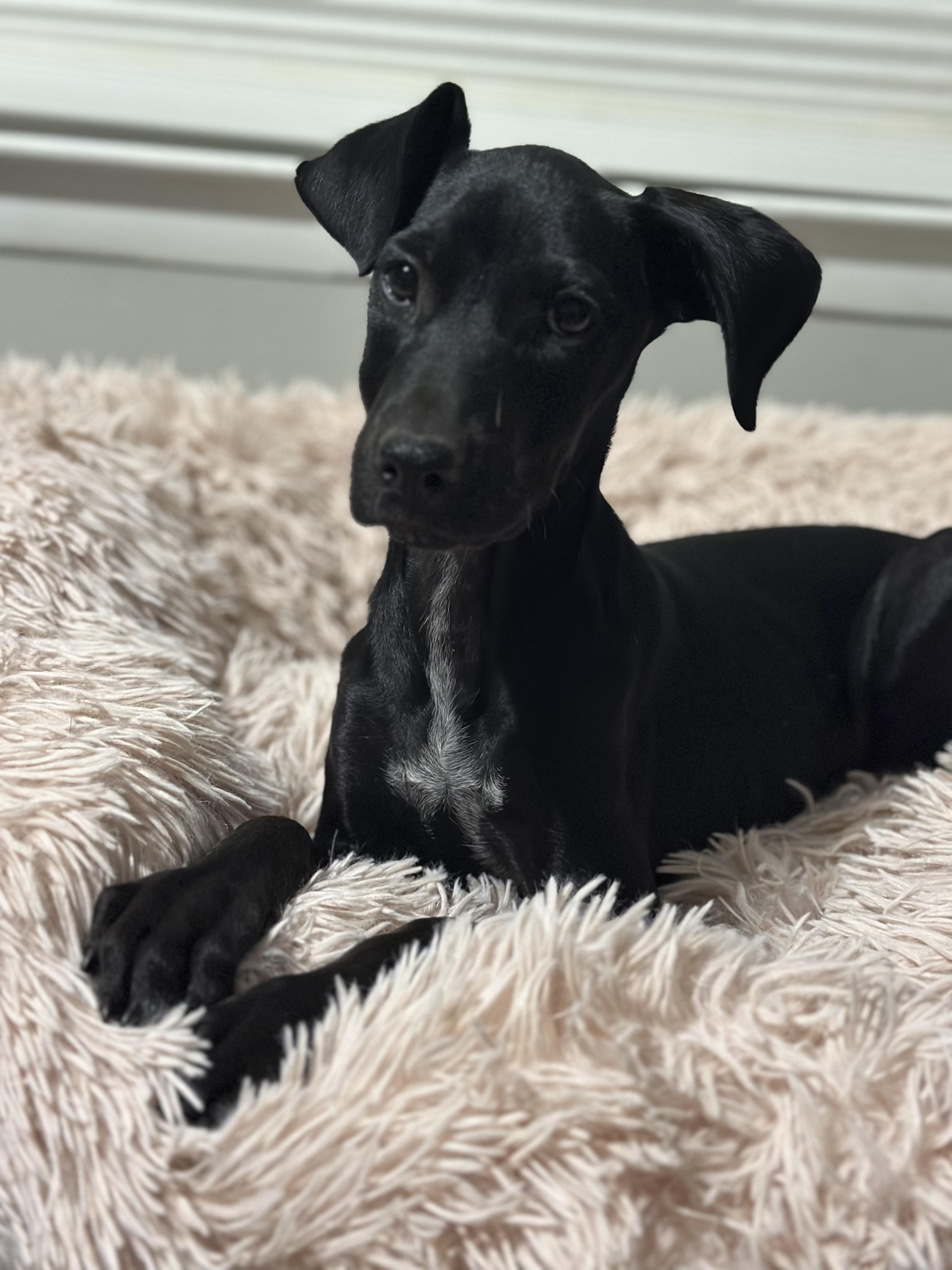 Joy, ADOPTABLE, Puppy Female Doberman Pinscher & Poodle.