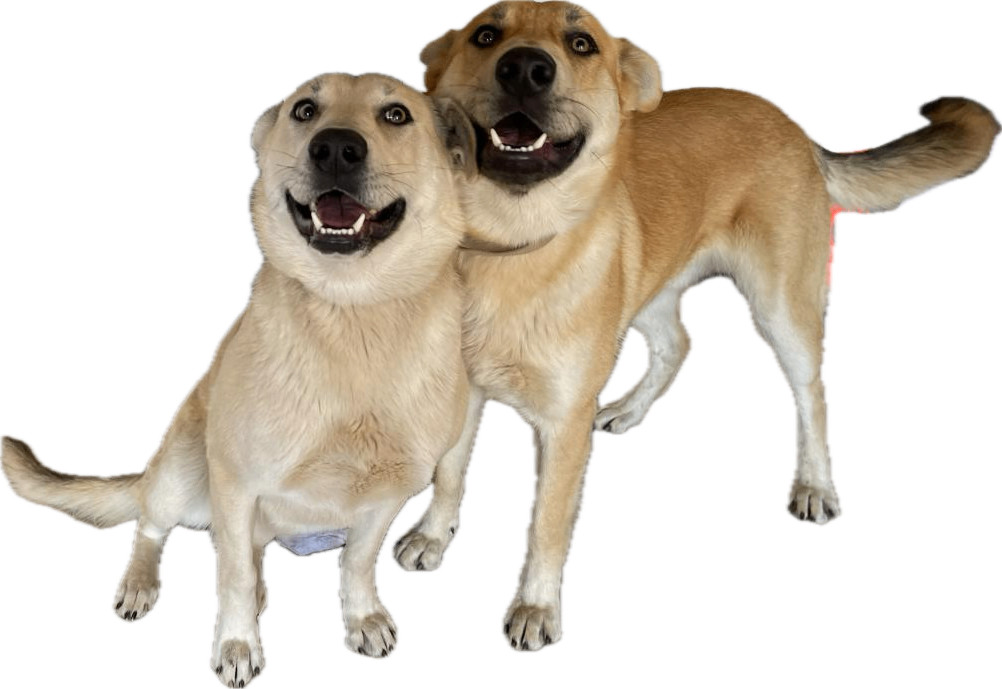 Diego and Carmen, a Adoptable German Shepherd Dog in Agua Dulce, CA image 1/4