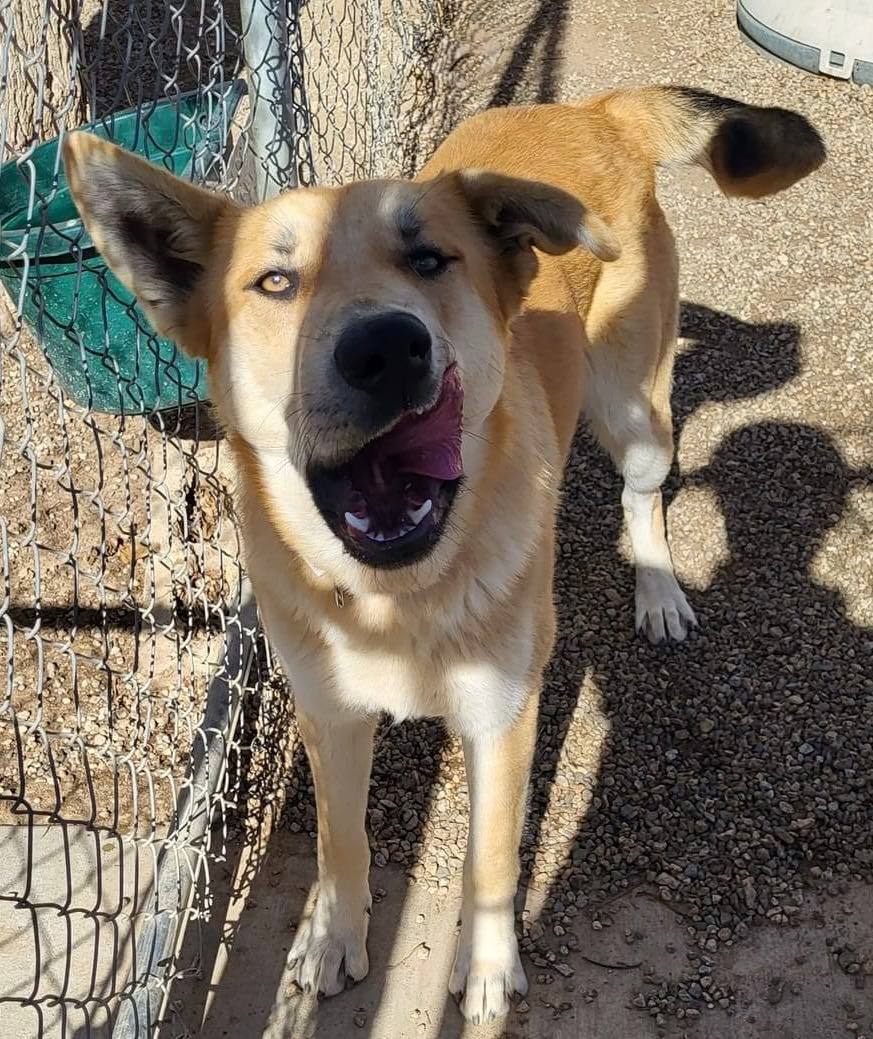 Diego and Carmen, a Adoptable German Shepherd Dog in Agua Dulce, CA image 2/4