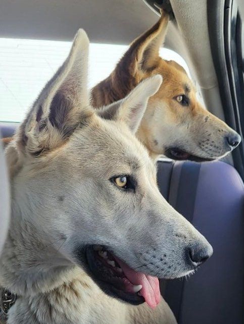 Diego and Carmen, a Adoptable German Shepherd Dog in Agua Dulce, CA image 4/4