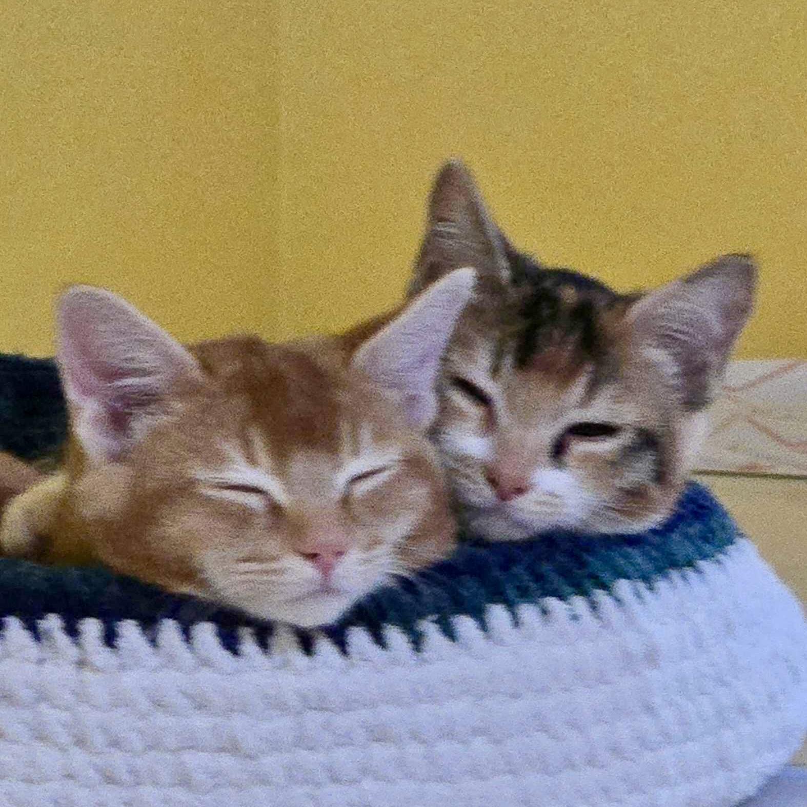 Mira (bonded with Rumi), Adoptable, Kitten Female Domestic Long Hair.