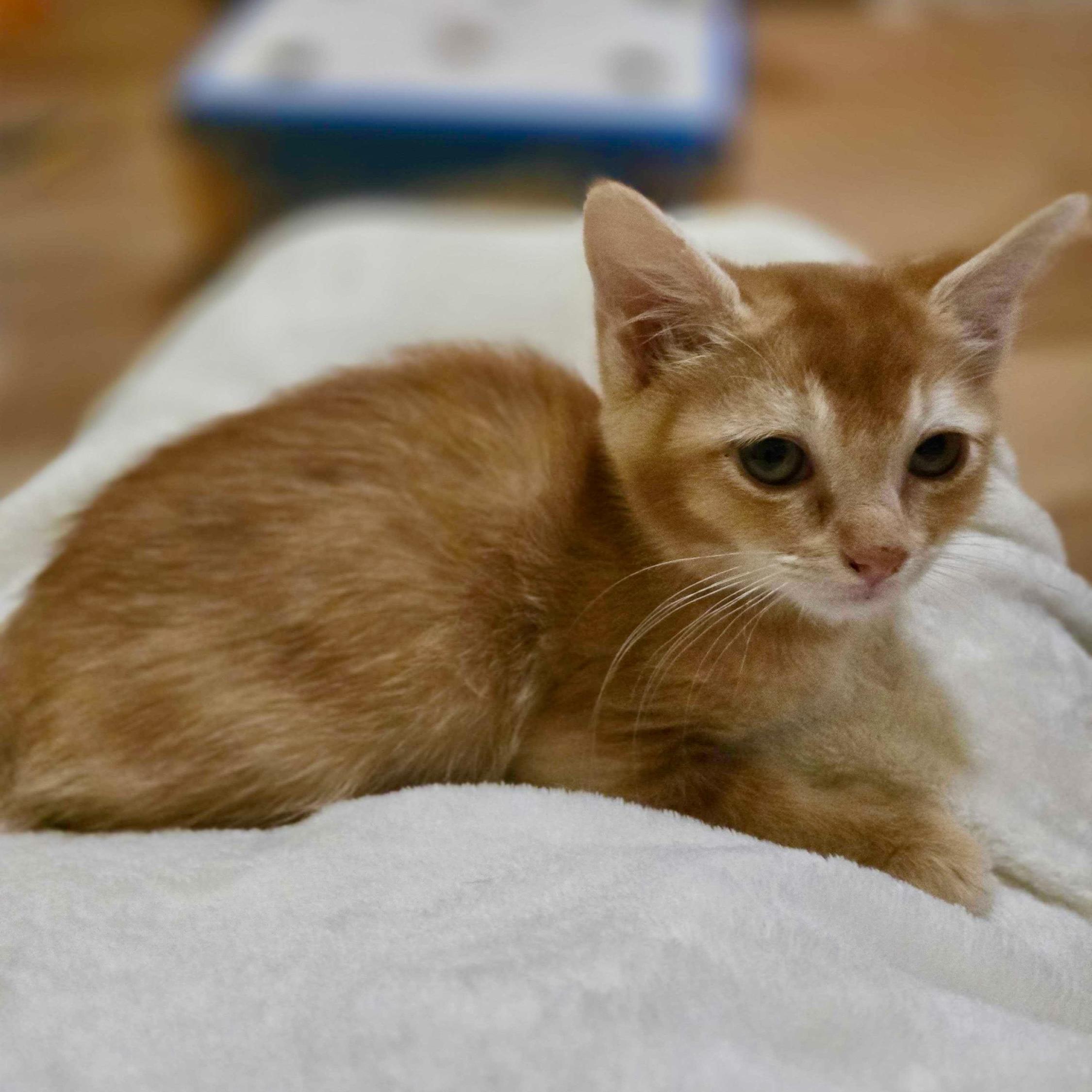 Enlarge Mira (bonded with Rumi), a Adoptable Domestic Long Hair in Wilsonville, OR image 2/4