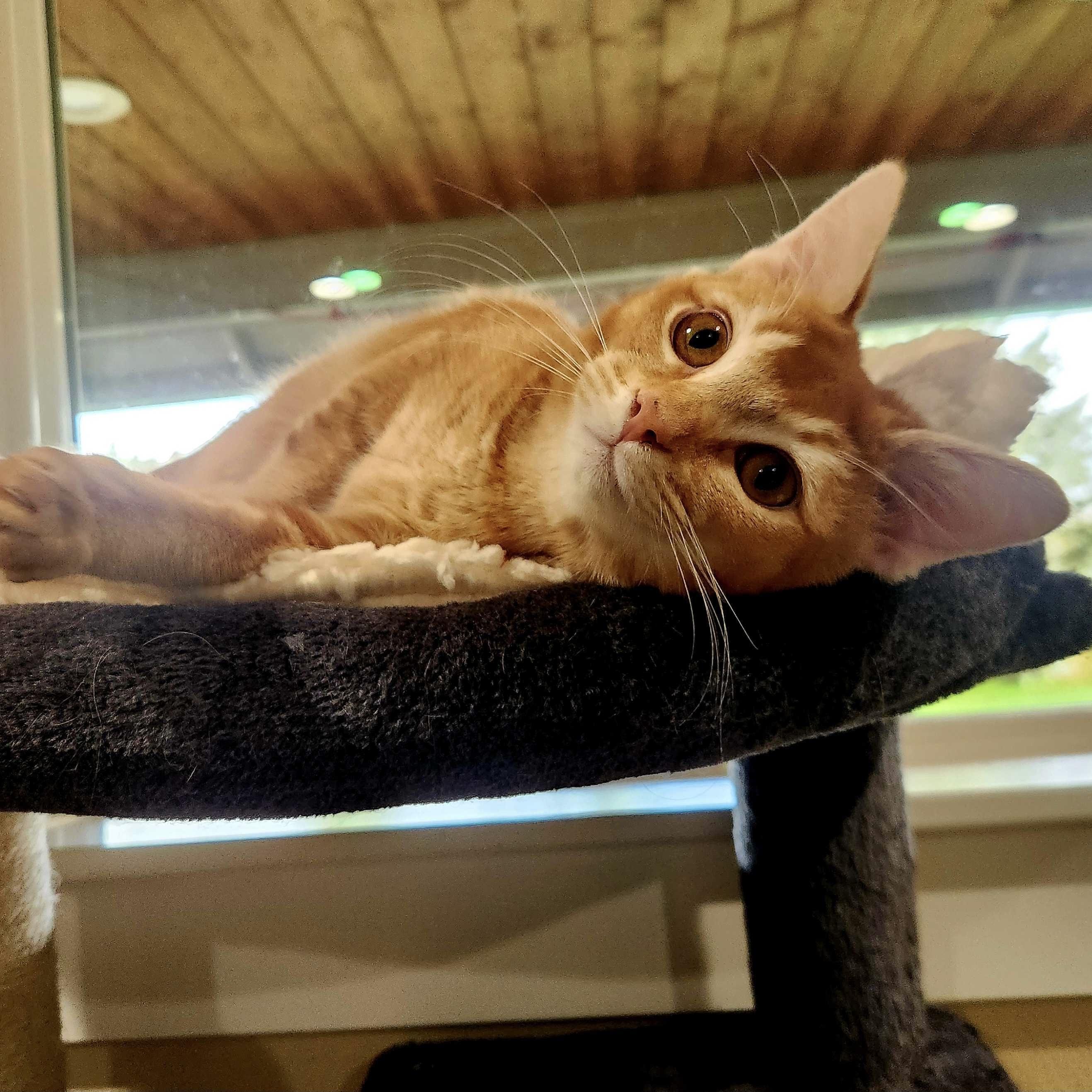 Mira (bonded with Rumi), Adoptable, Kitten Female Domestic Long Hair.