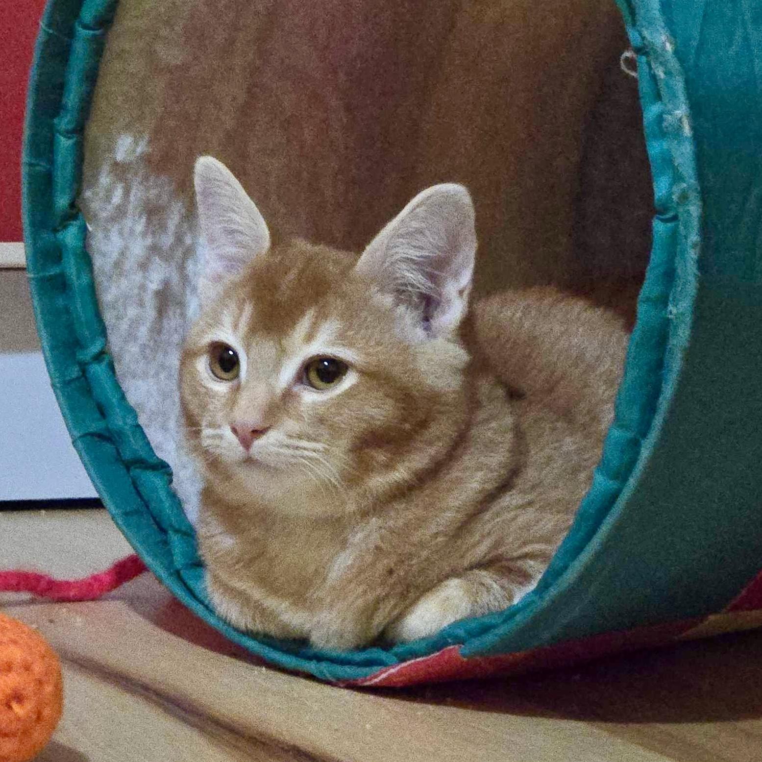 Enlarge Mira (bonded with Rumi), a Adoptable Domestic Long Hair in Wilsonville, OR image 3/4