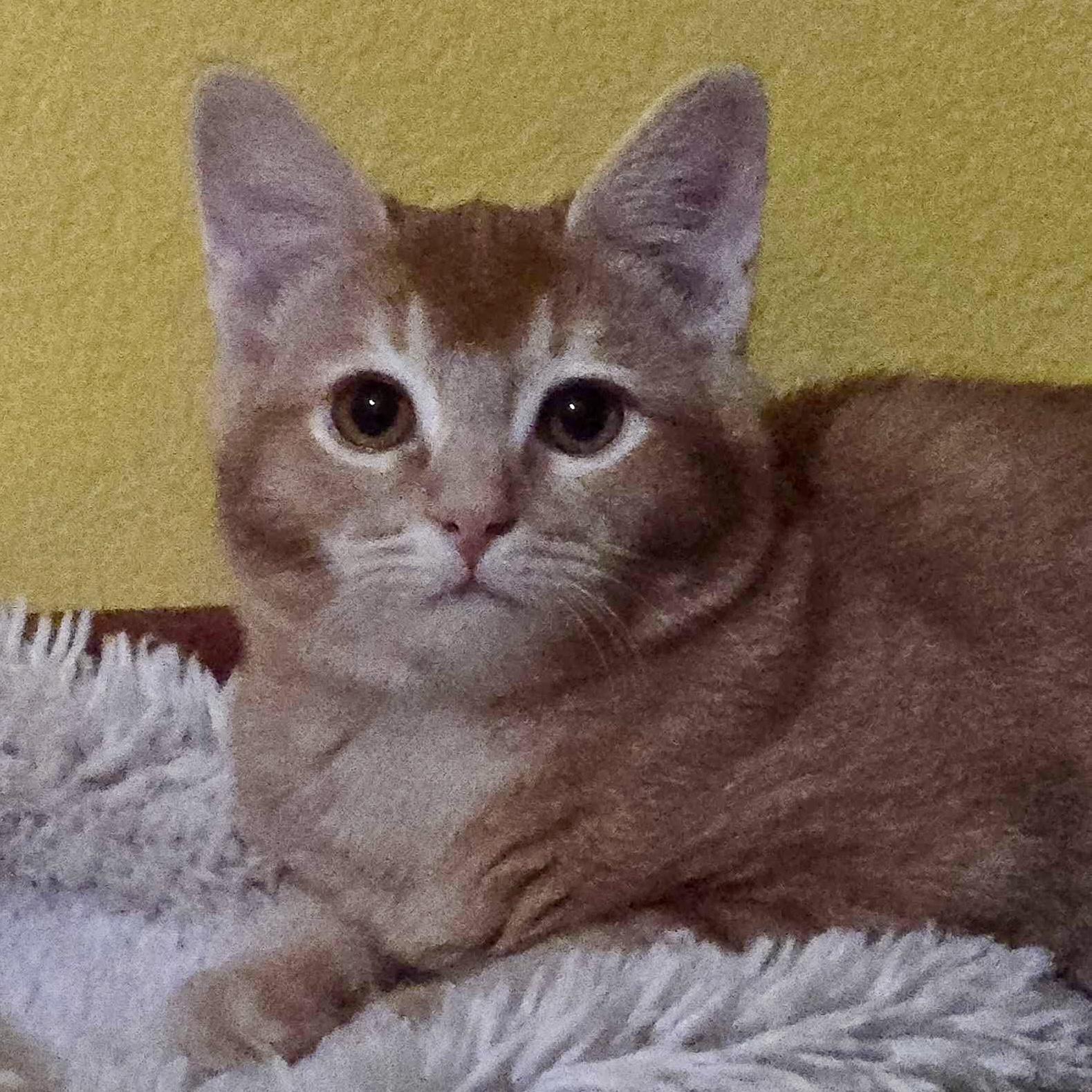 Enlarge Mira (bonded with Rumi), a Adoptable Domestic Long Hair in Wilsonville, OR image 4/4