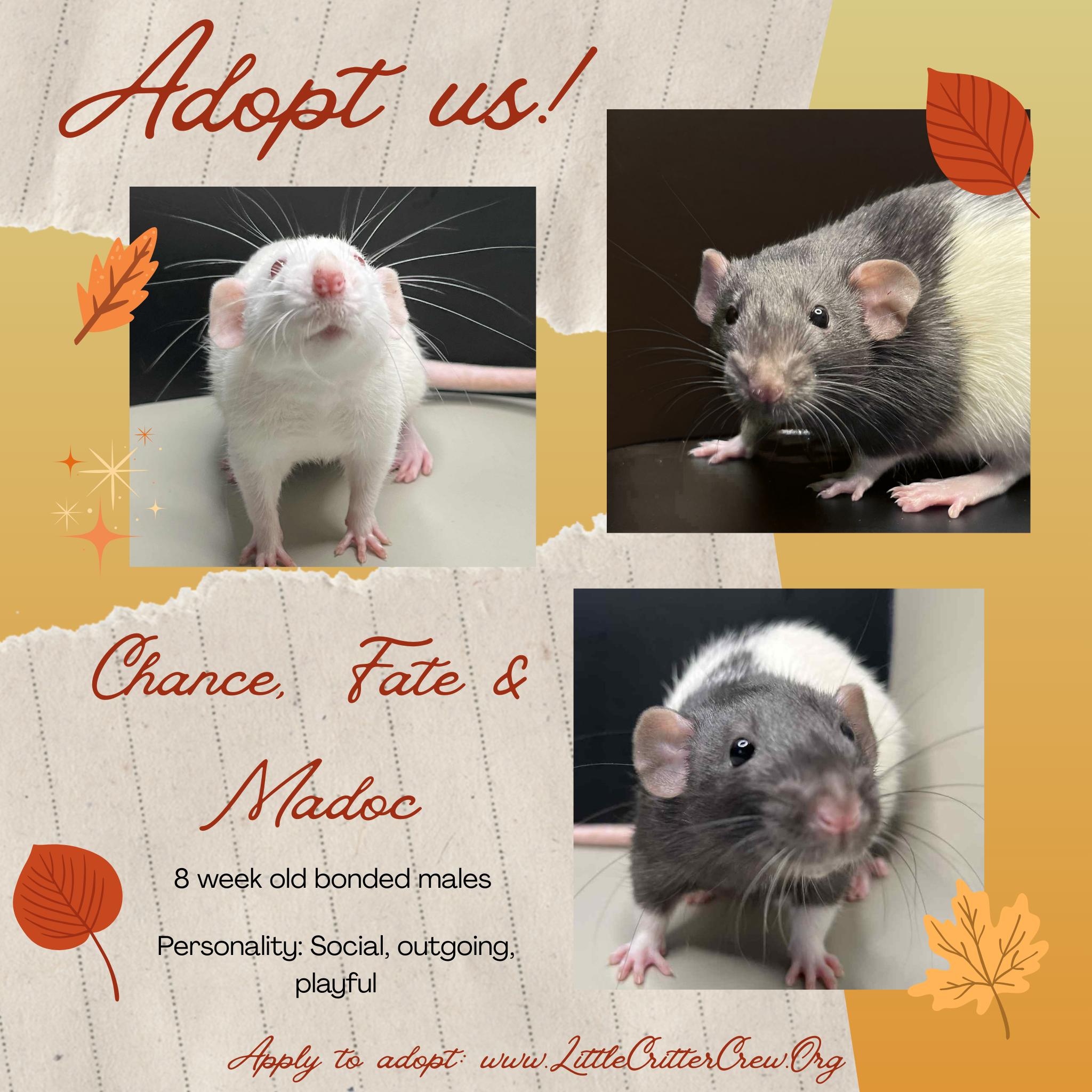 Enlarge Chance, Twist, Madoc, a Adoption Pending Rat image 1/1