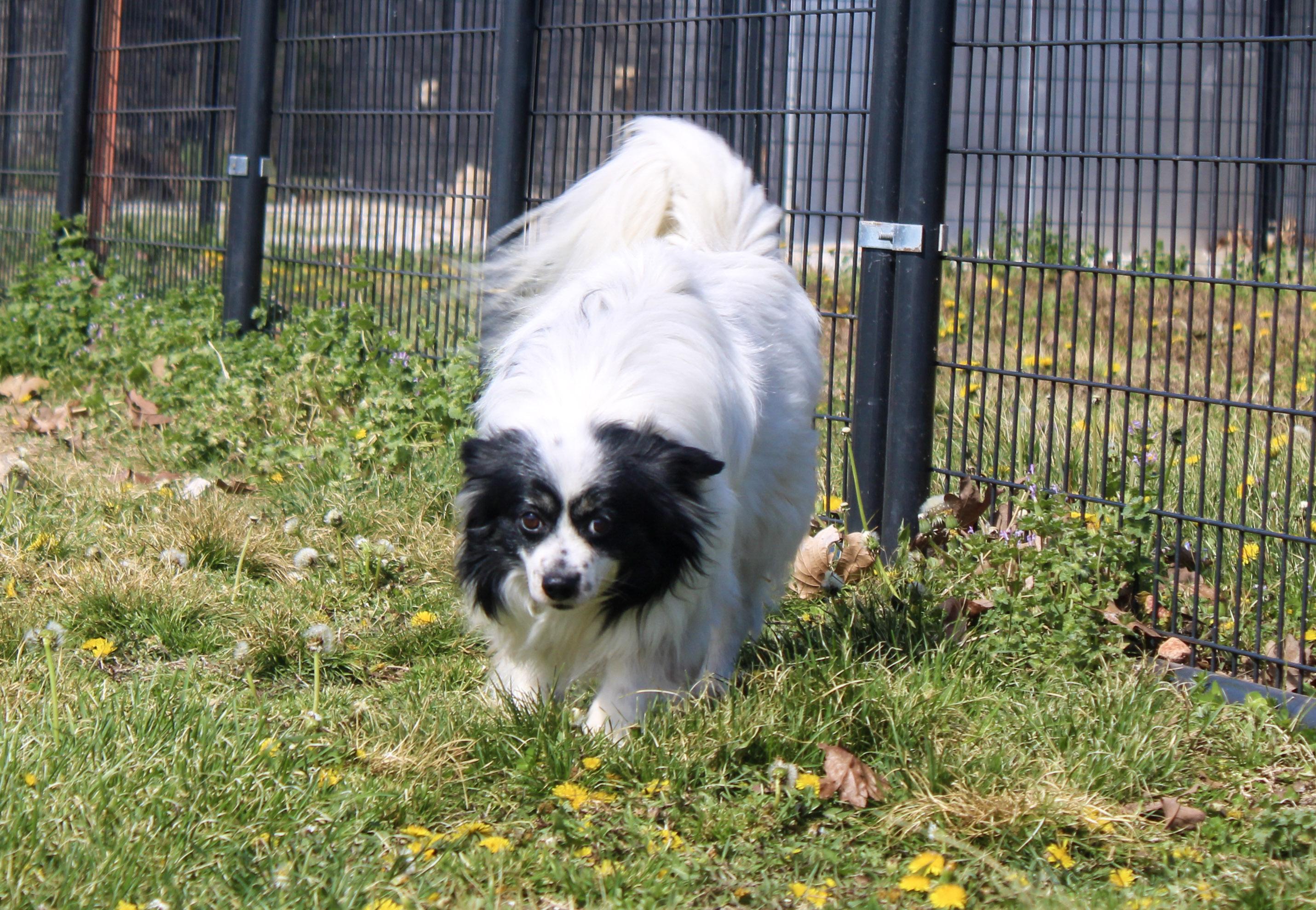 Enlarge Tuxedo Jack , an adopted Papillon in Neosho, MO image 3/3
