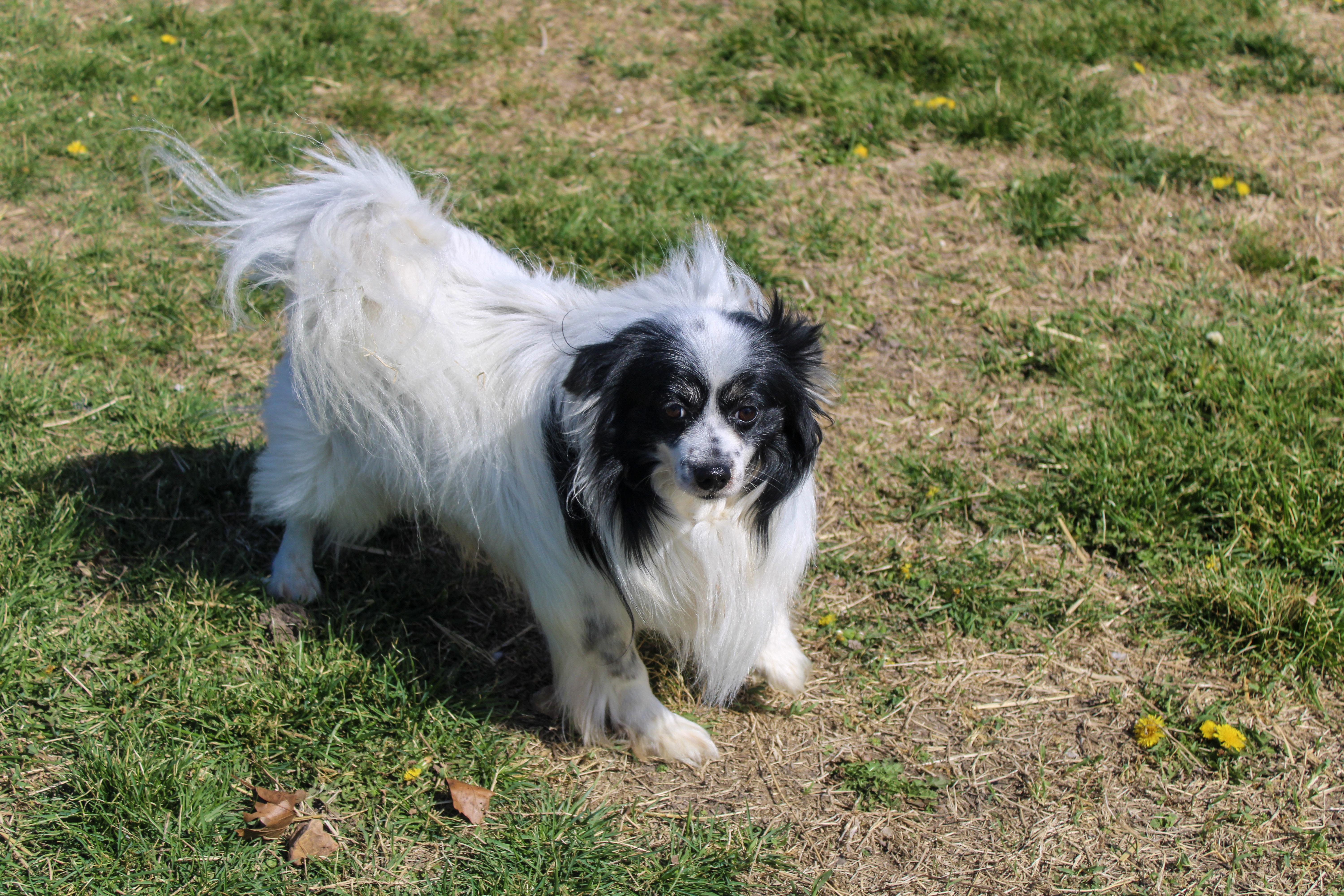 Enlarge Tuxedo Jack , an adopted Papillon in Neosho, MO image 2/3