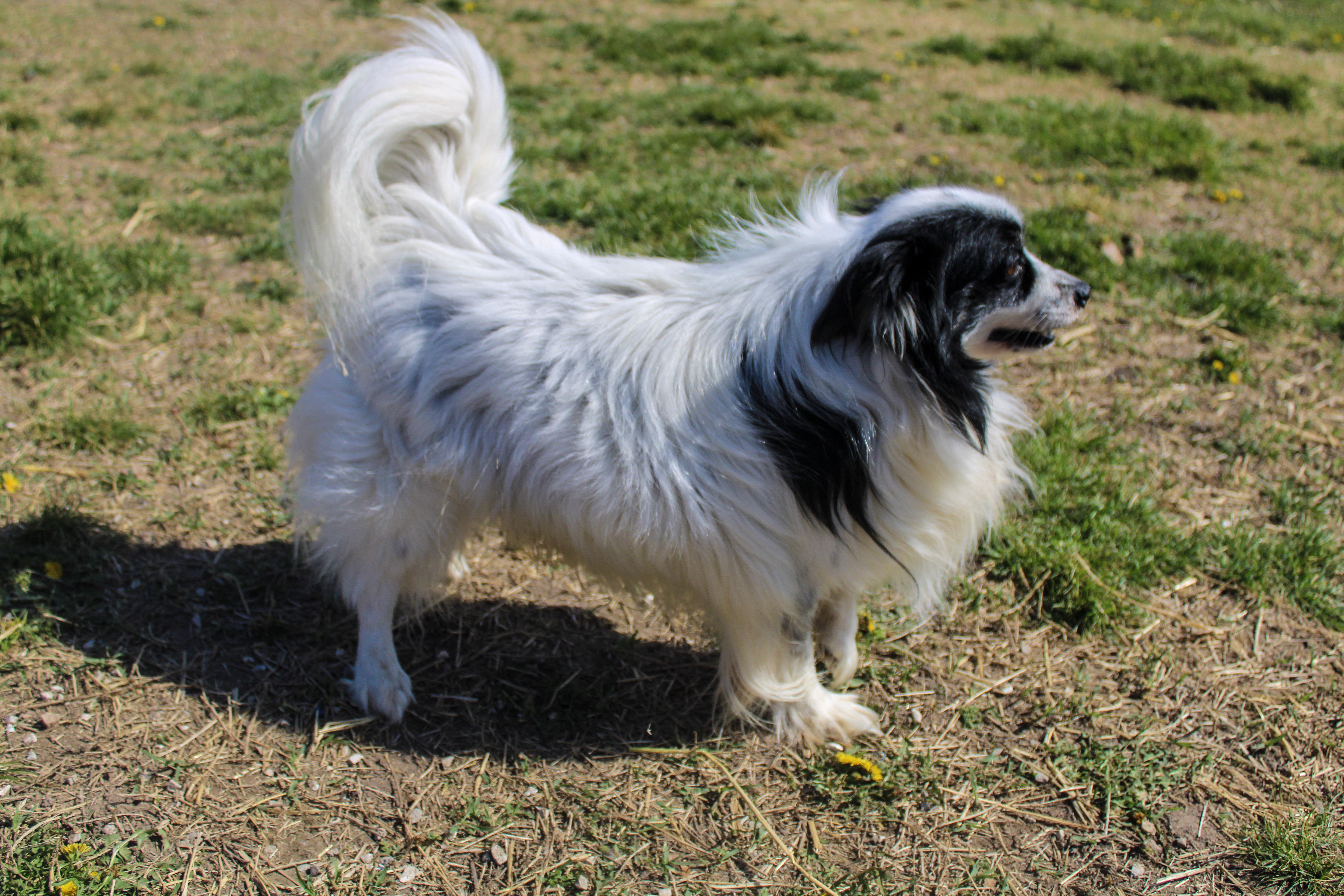 Tuxedo Jack , adopted, Adult Male Papillon.