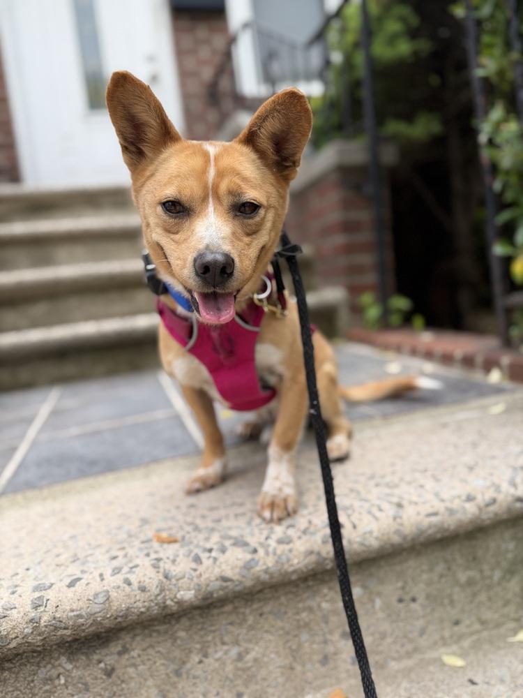 Enlarge Moojin, a Adoptable mixed breed in Long Island City, NY image 1/6