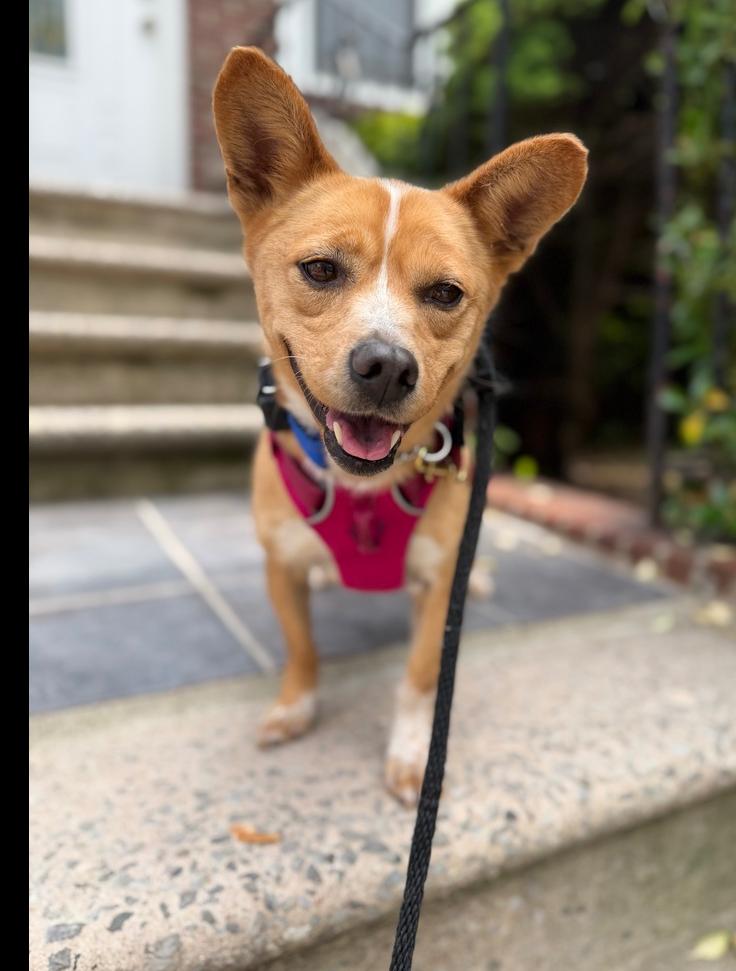 Enlarge Moojin, a Adoptable mixed breed in Long Island City, NY image 2/6