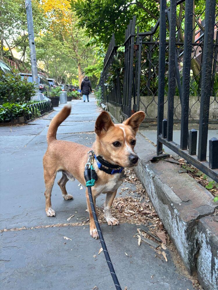 Enlarge Moojin, a Adoptable mixed breed in Long Island City, NY image 3/6