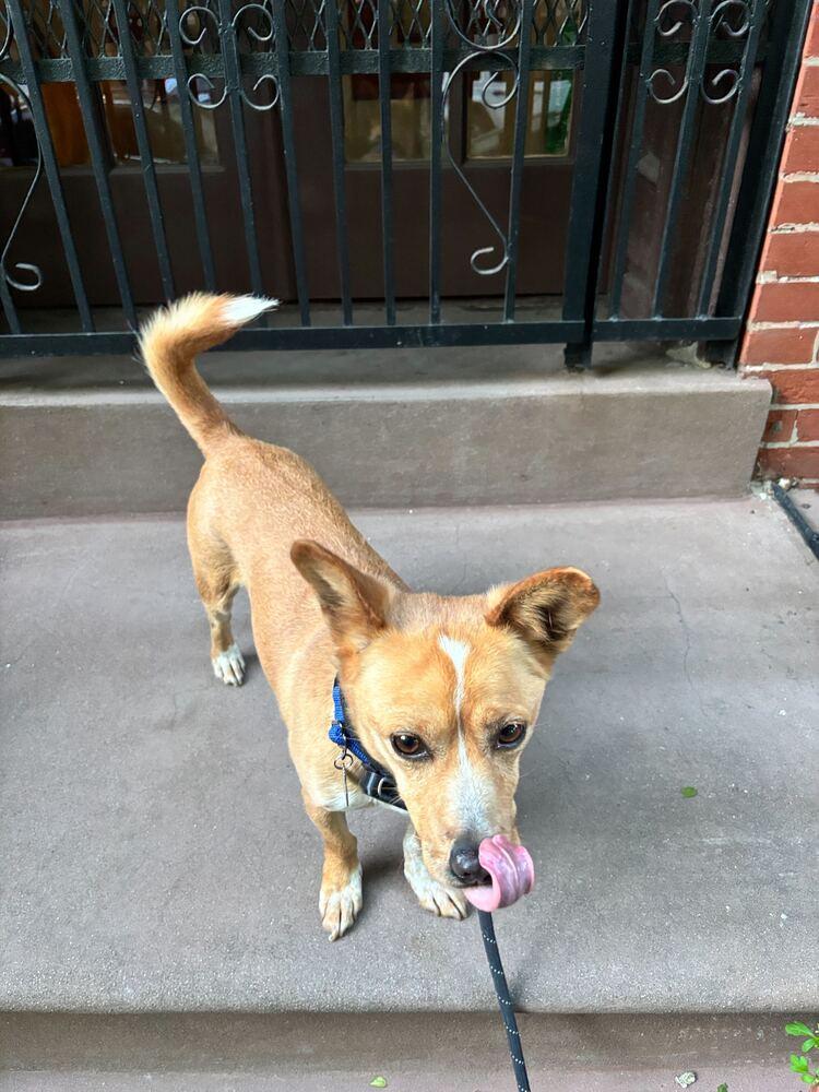 Enlarge Moojin, a Adoptable mixed breed in Long Island City, NY image 4/6