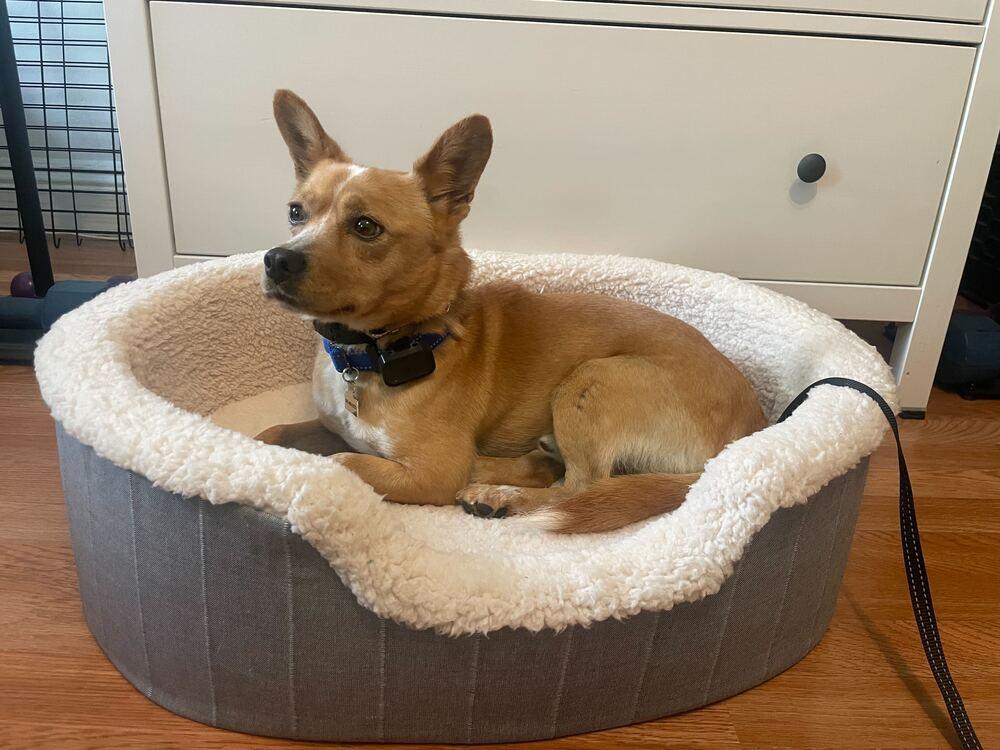 Enlarge Moojin, a Adoptable mixed breed in Long Island City, NY image 5/6