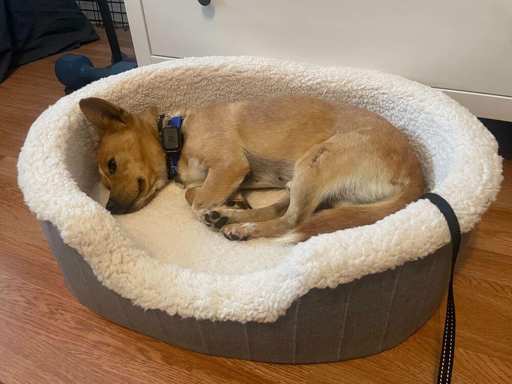 Enlarge Moojin, a Adoptable mixed breed in Long Island City, NY image 6/6
