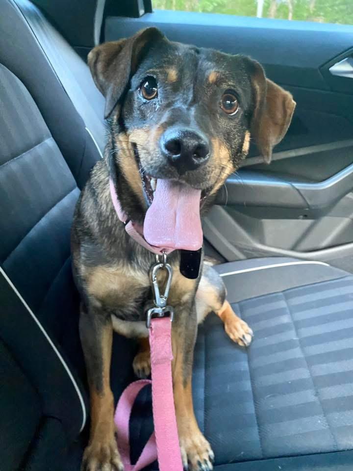 Jayde, Adult Female Beagle