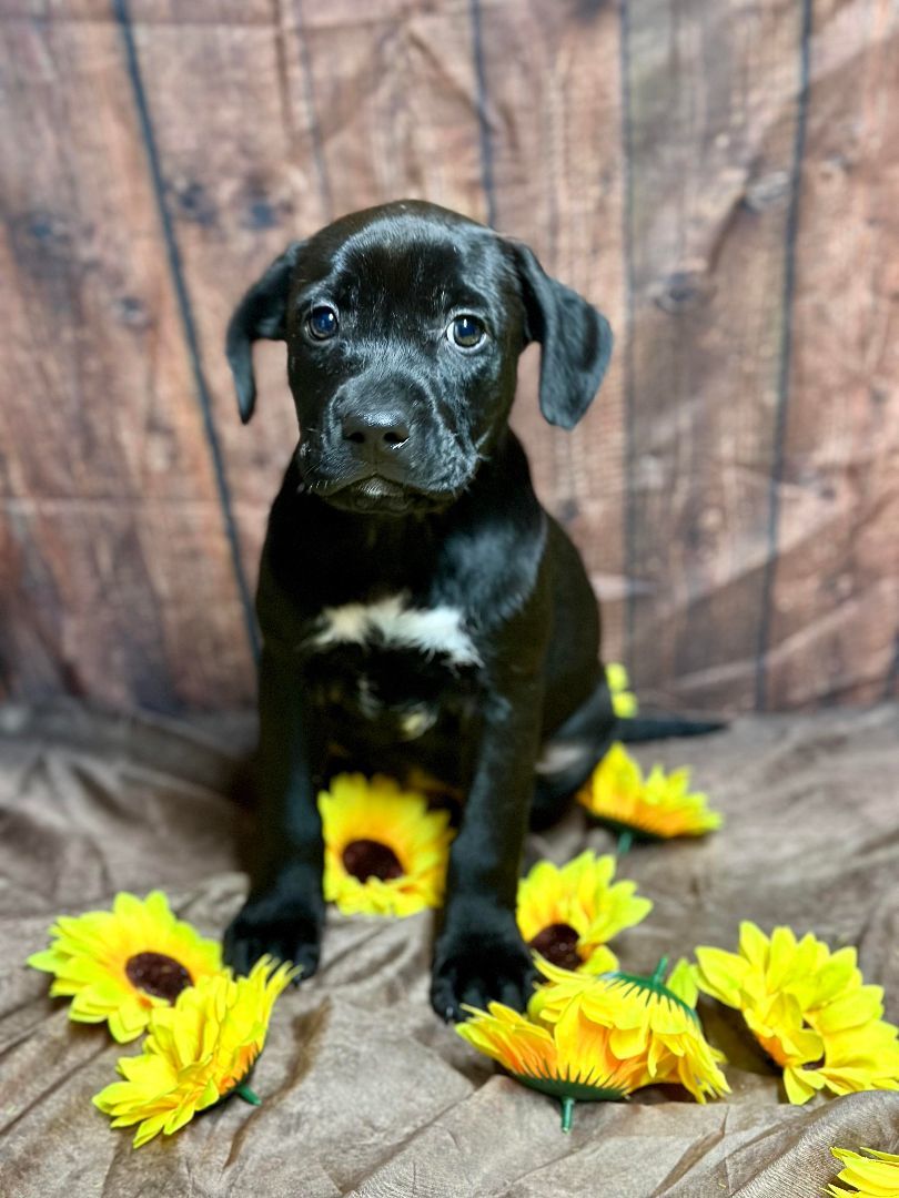 Apple, an adopted Mixed Breed in Millersville, MD_image-1