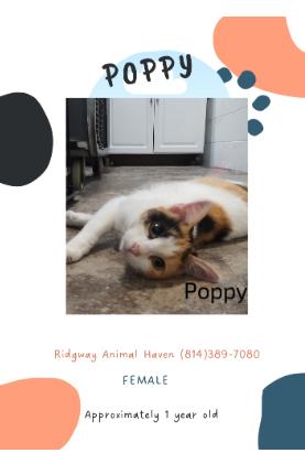 Poppy, Adoptable, Adult Female American Shorthair.