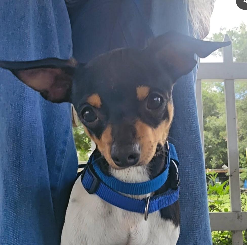 Stympy, Adoptable, Adult Male Chihuahua & Dachshund.