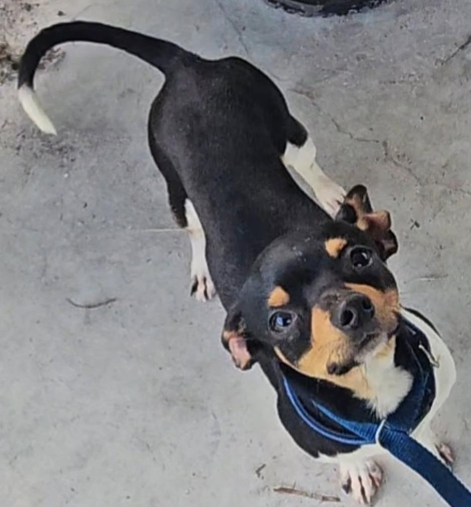 Stympy, a Adoptable mixed breed in Fort Myers, FL image 3/3