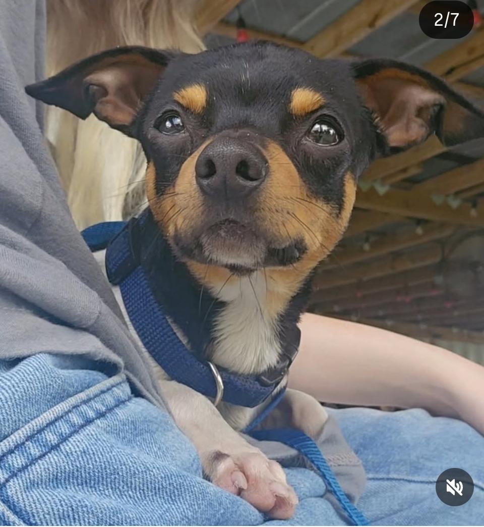 Stympy, a Adoptable mixed breed in Fort Myers, FL image 2/3