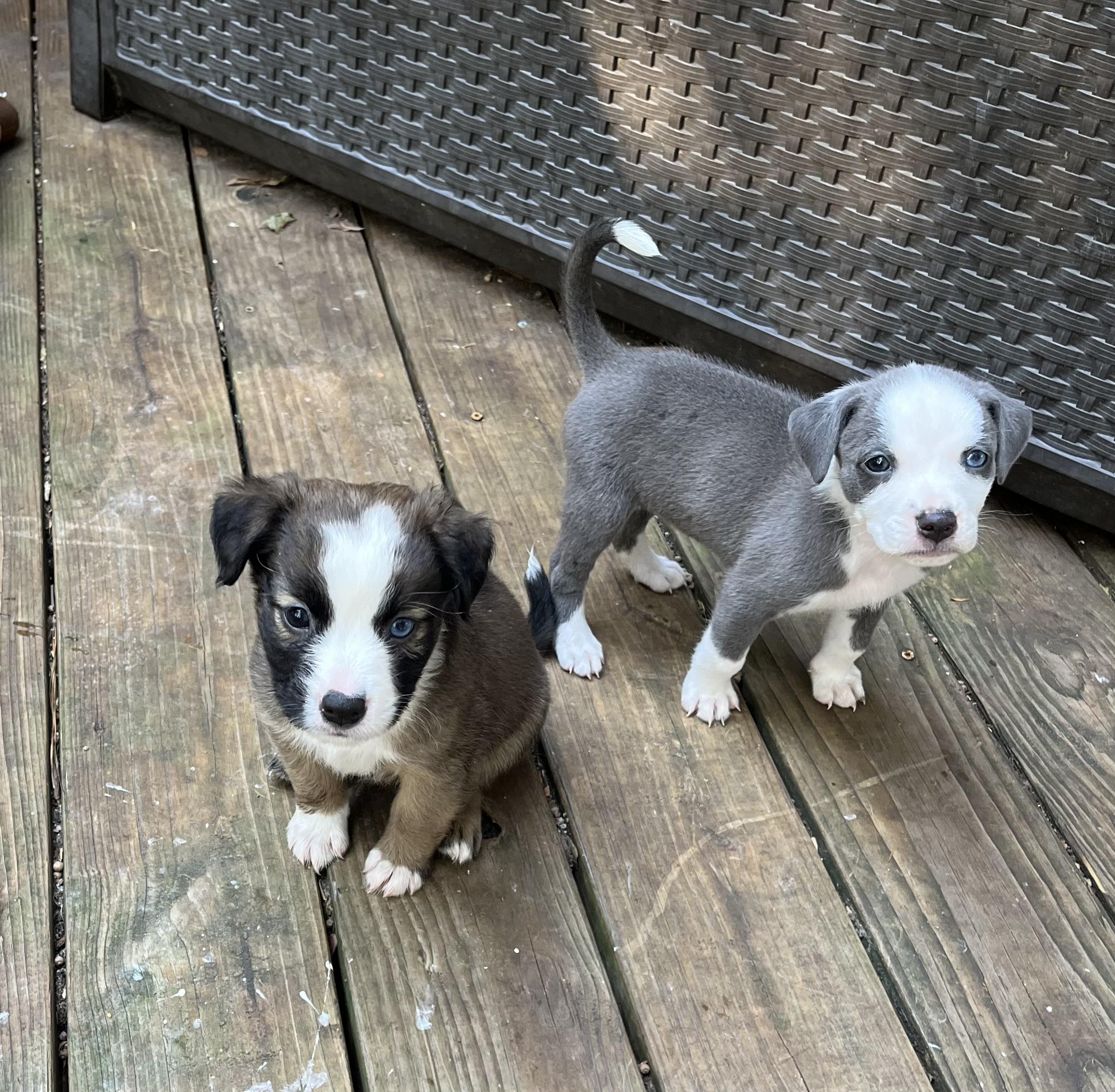 Enlarge Trixie St. Clair, an adopted mixed breed in Greensboro, GA image 2/4