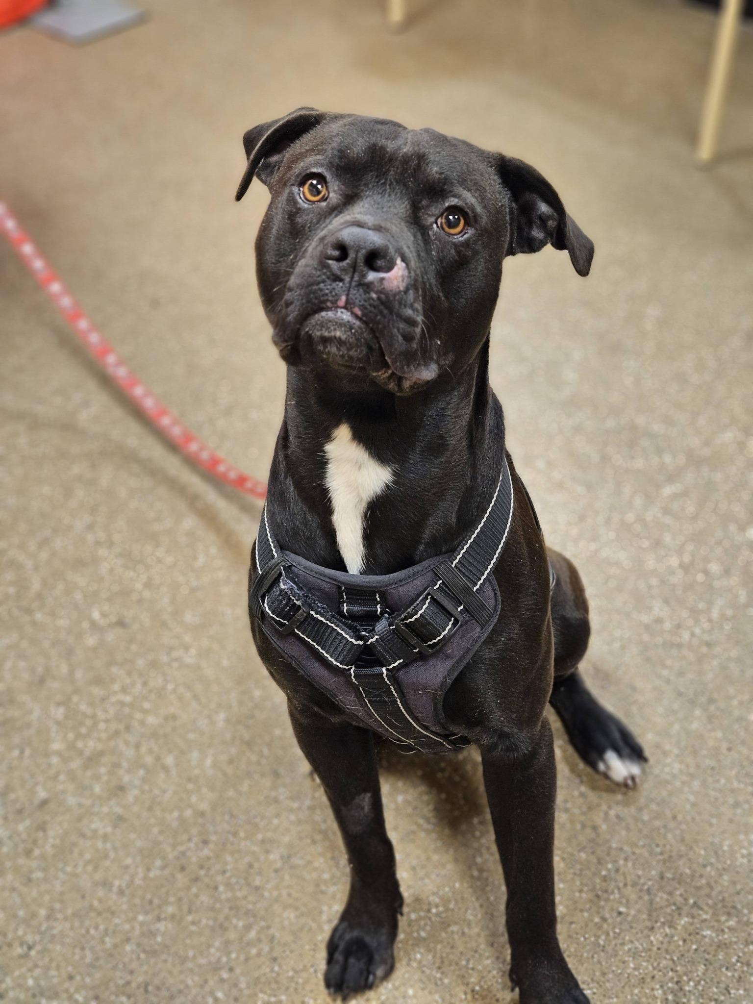 Enlarge Loki, a ADOPTABLE mixed breed in Broken Arrow, OK image 2/5