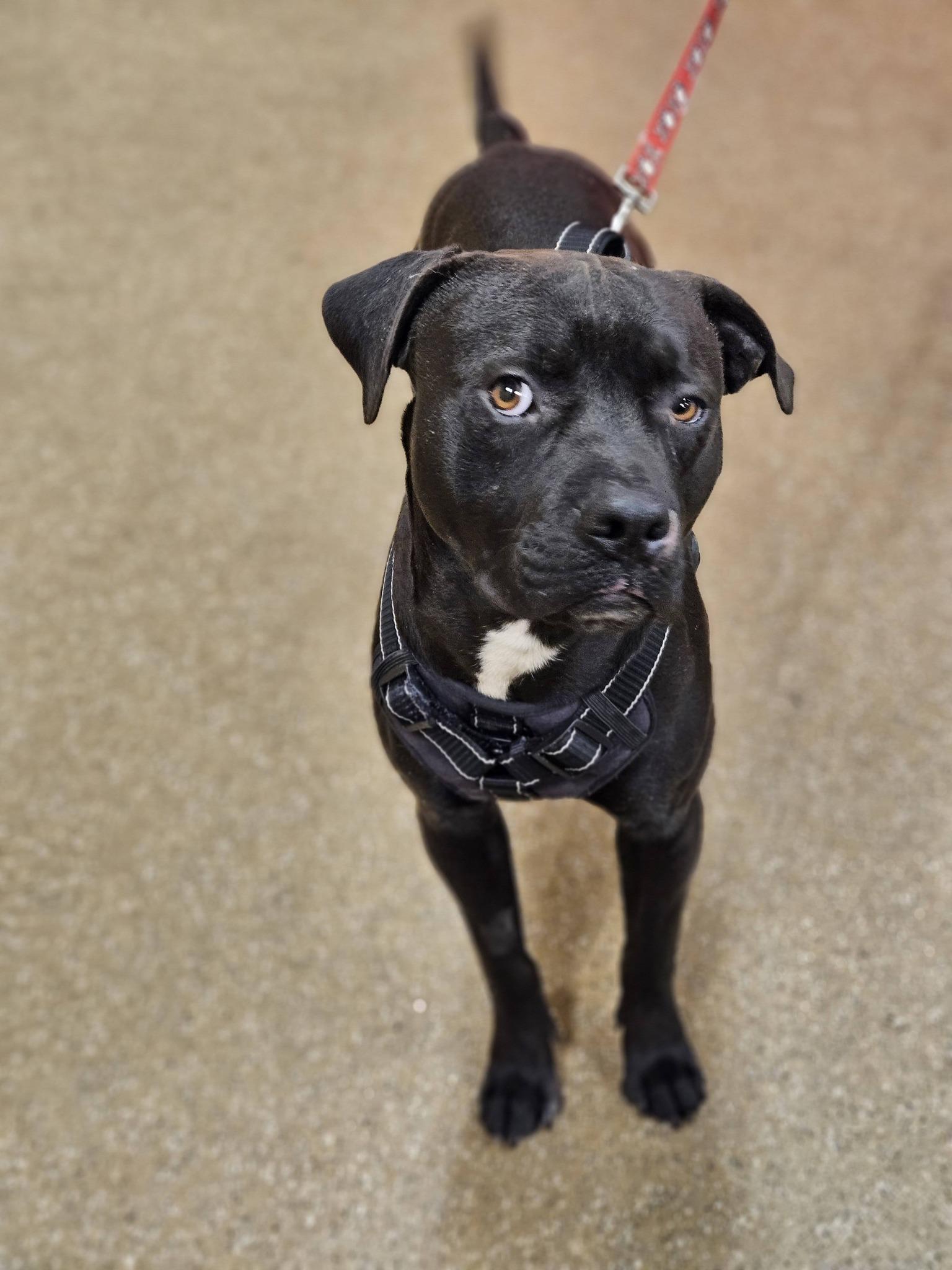 Enlarge Loki, a ADOPTABLE mixed breed in Broken Arrow, OK image 3/5
