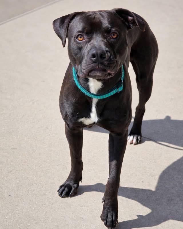 Enlarge Loki, a ADOPTABLE mixed breed in Broken Arrow, OK image 5/5