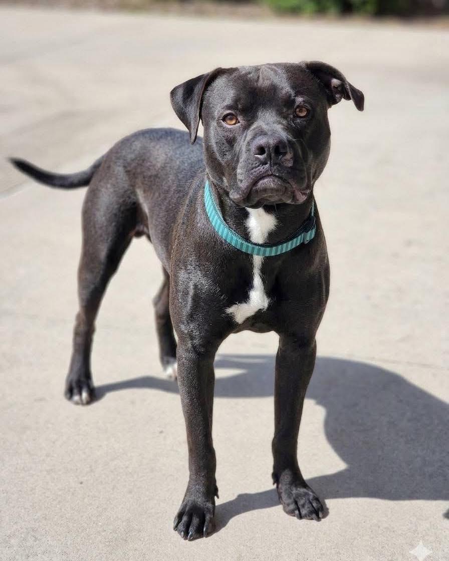 Loki, ADOPTABLE, Young Male Pit Bull Terrier.