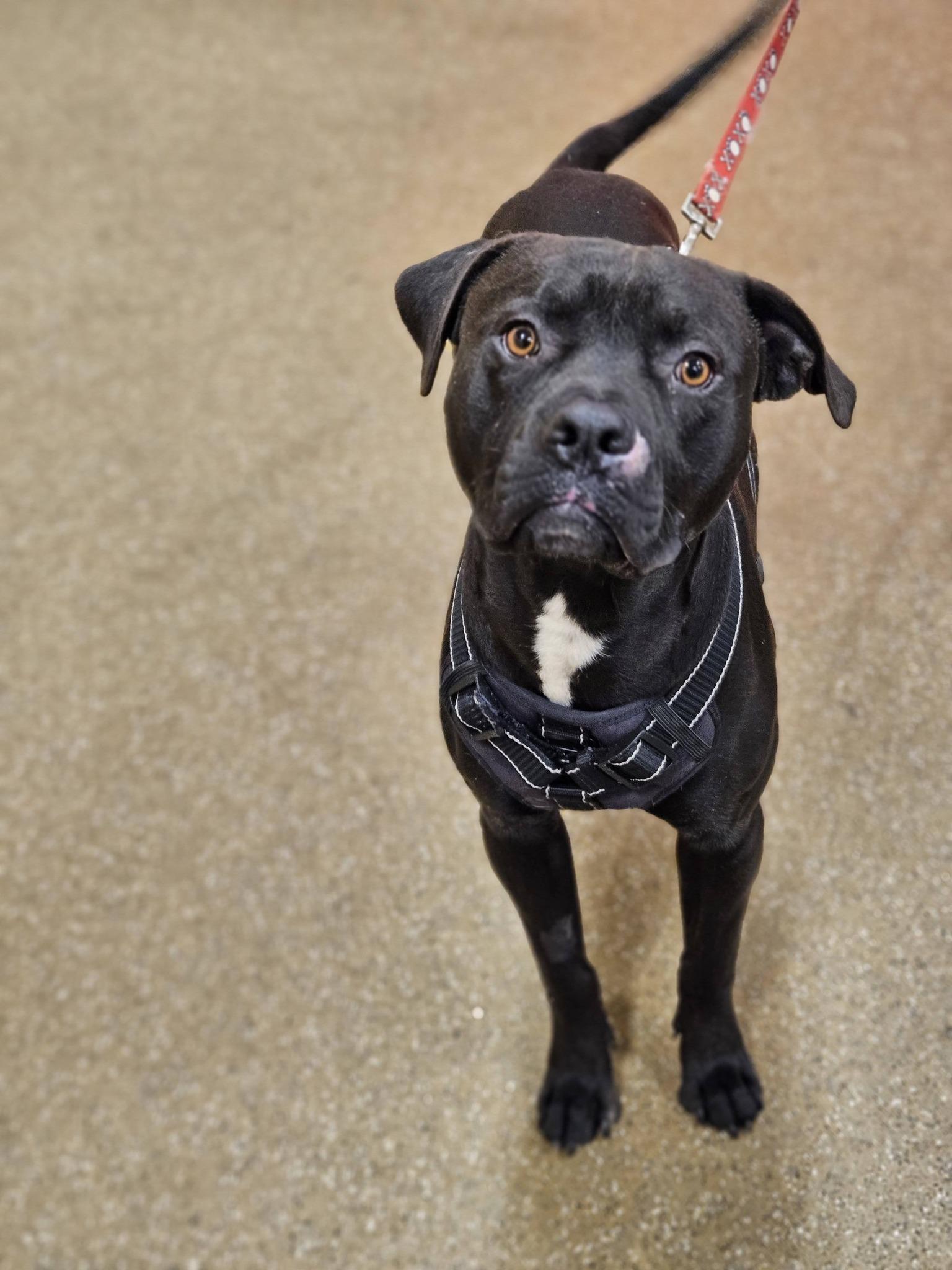 Enlarge Loki, a ADOPTABLE mixed breed in Broken Arrow, OK image 4/5