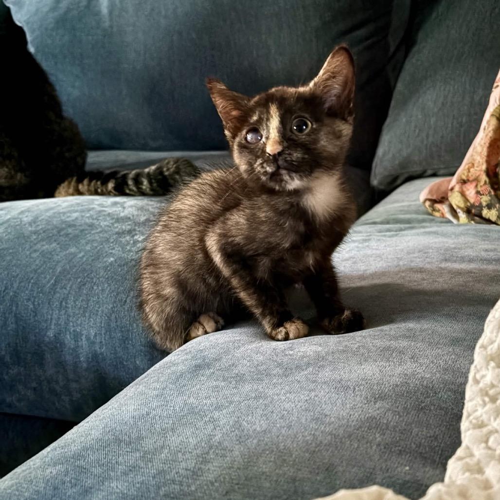 Burrito, Adoptable, Kitten Female Domestic Short Hair.