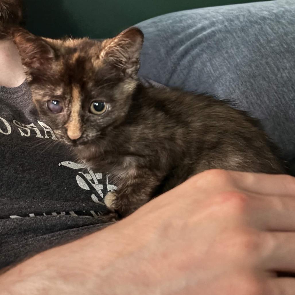 Enlarge Burrito, a Adoptable Domestic Short Hair in Cleveland Heights, OH image 2/2