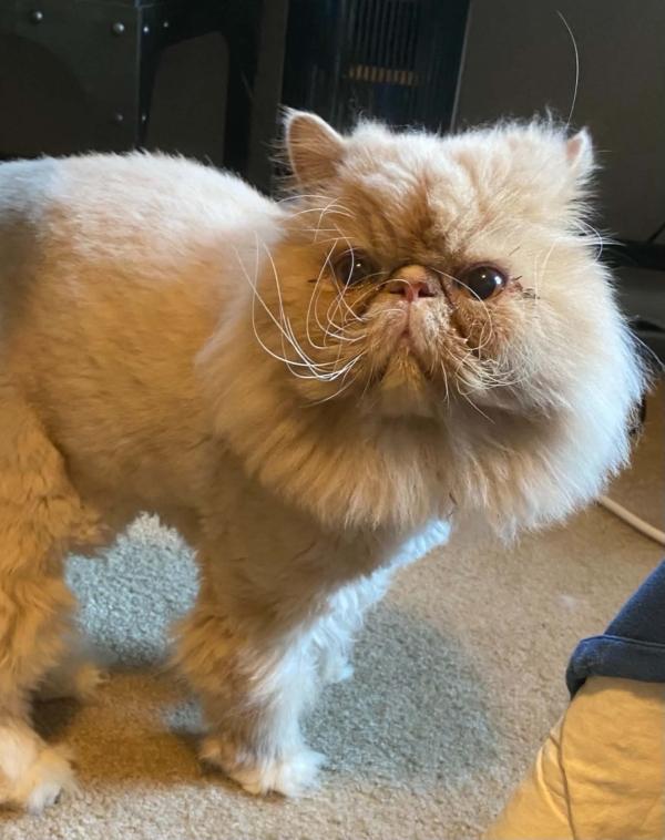 MR. PICKLES, adopted, Adult Male Persian.