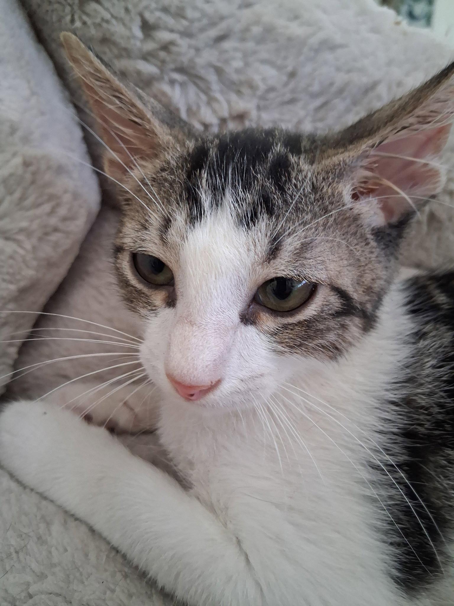 Enlarge Leon, a Adoptable Domestic Short Hair in Oviedo, FL image 1/3