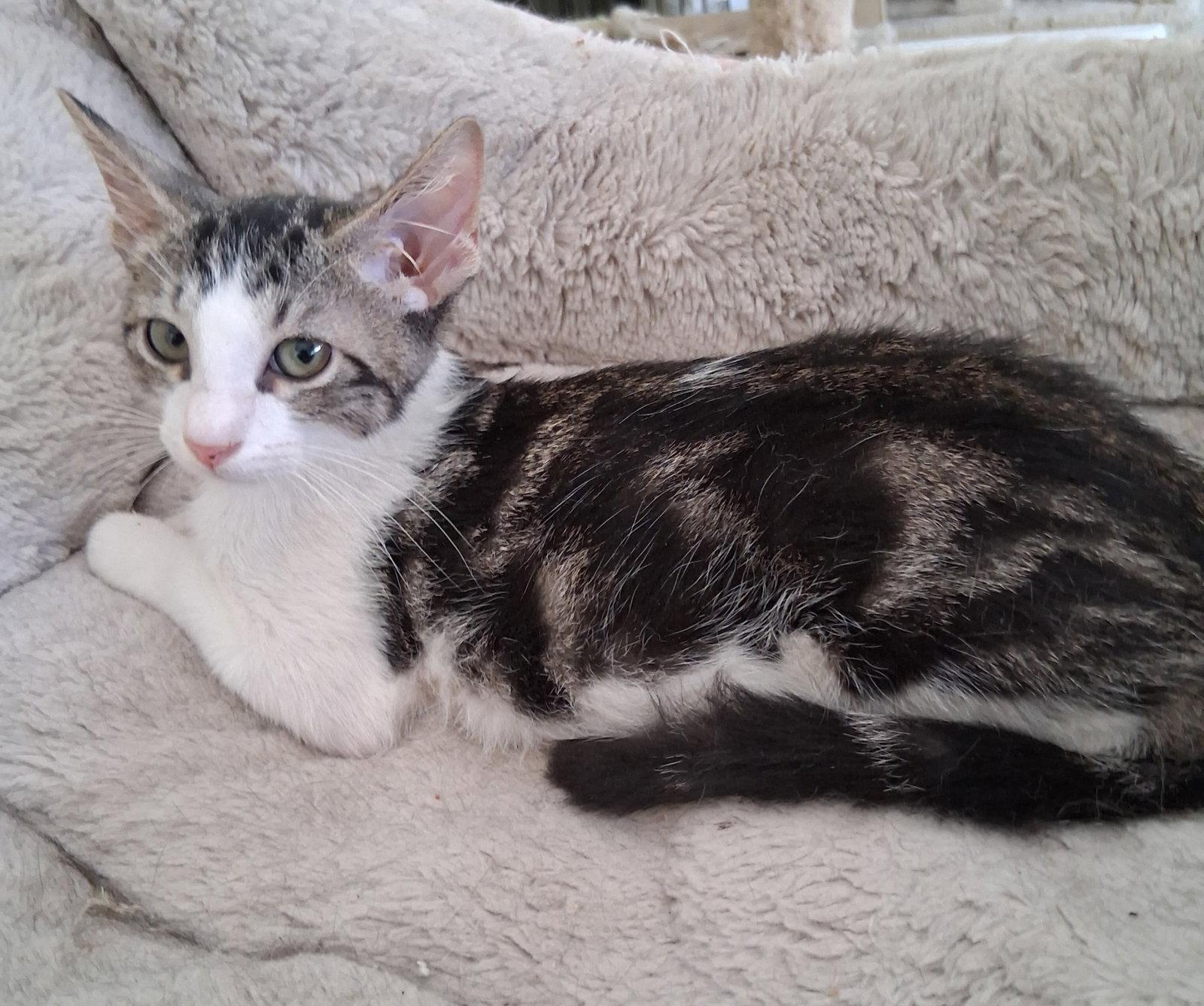 Enlarge Leon, a Adoptable Domestic Short Hair in Oviedo, FL image 2/3