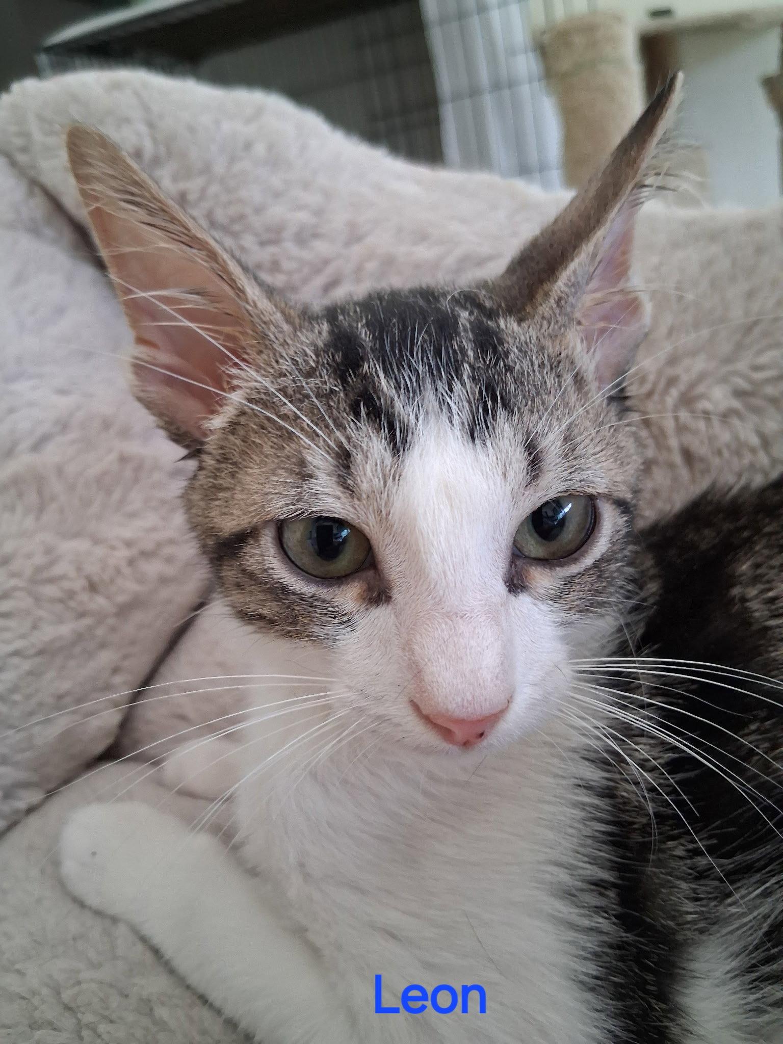 Enlarge Leon, a Adoptable Domestic Short Hair in Oviedo, FL image 3/3