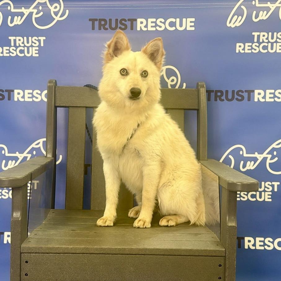 KIBBI, Adoptable, Adult Male Shiba Inu & Mixed Breed.