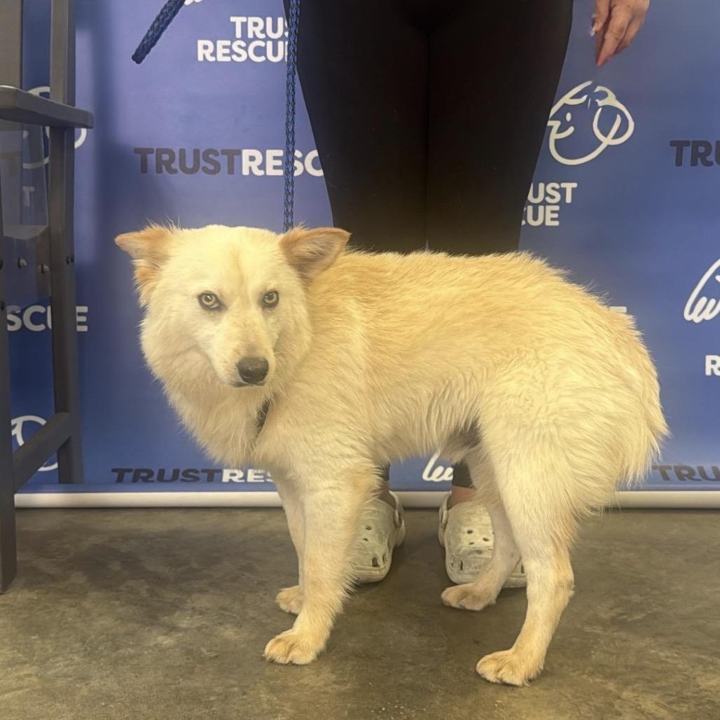 Enlarge KIBBI, a Adoptable mixed breed in Atco, NJ image 2/5