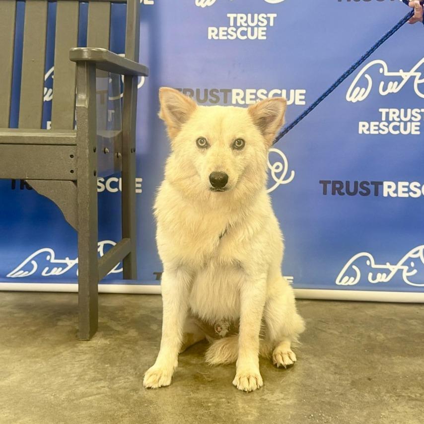 Enlarge KIBBI, a Adoptable mixed breed in Atco, NJ image 3/5