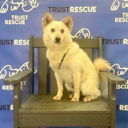 Enlarge KIBBI, a Adoptable mixed breed in Atco, NJ image 4/5