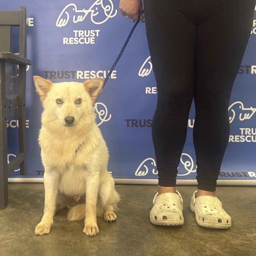 Enlarge KIBBI, a Adoptable mixed breed in Atco, NJ image 5/5