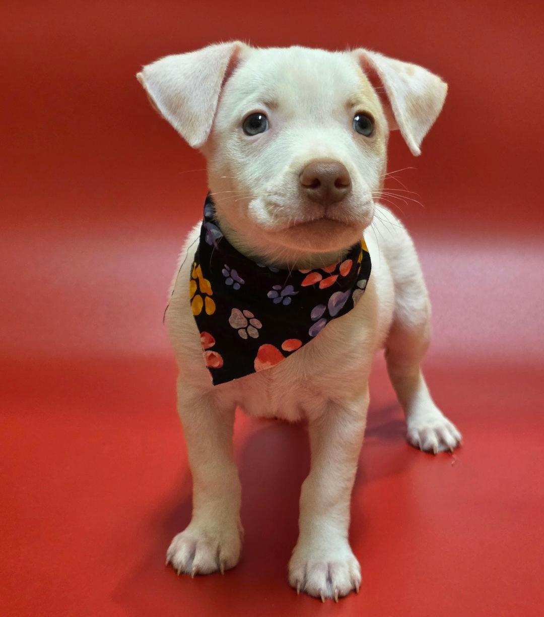 Enlarge Frozone, a Adopted Mixed Breed in Phenix City, AL image 4/5