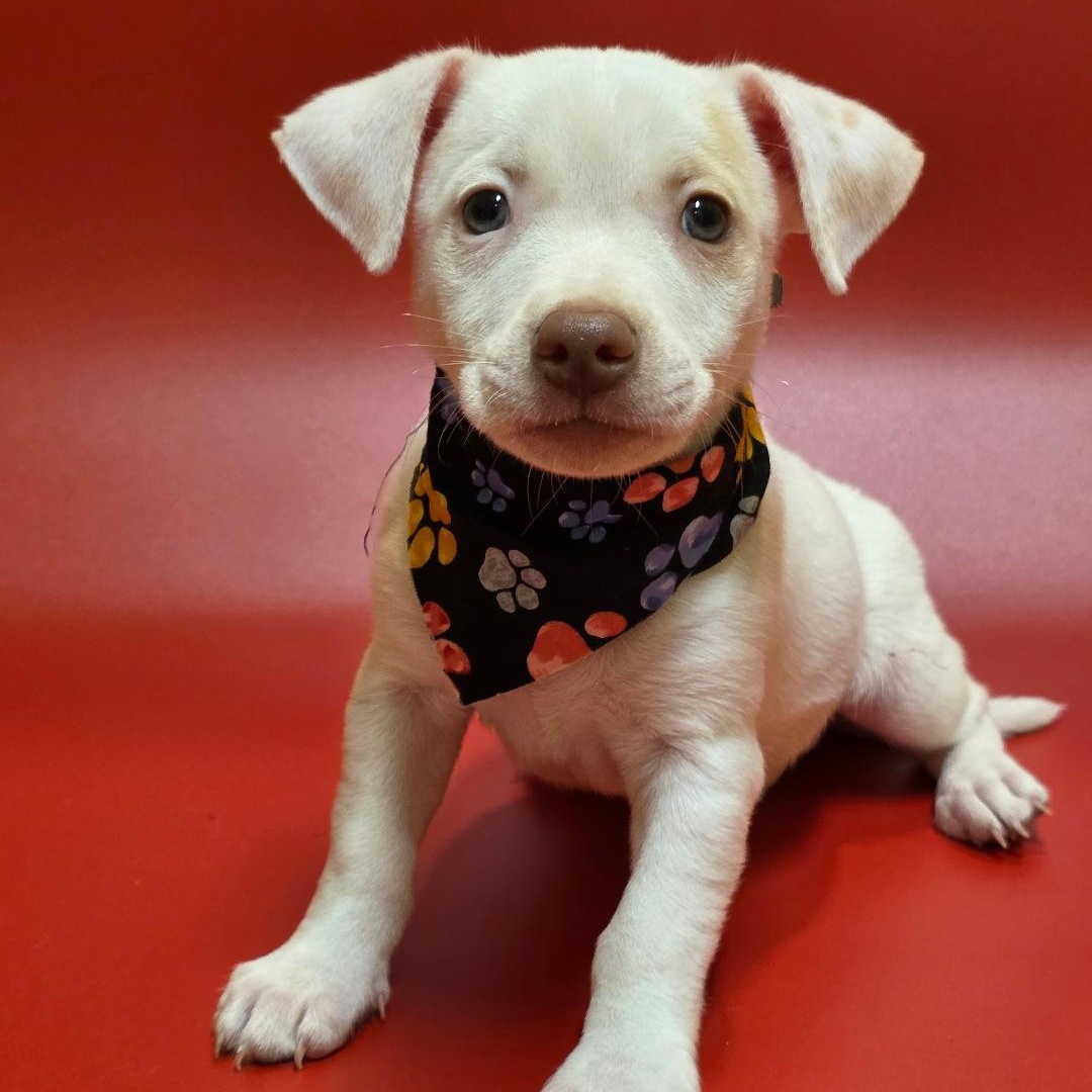 Enlarge Frozone, a Adopted Mixed Breed in Phenix City, AL image 1/5