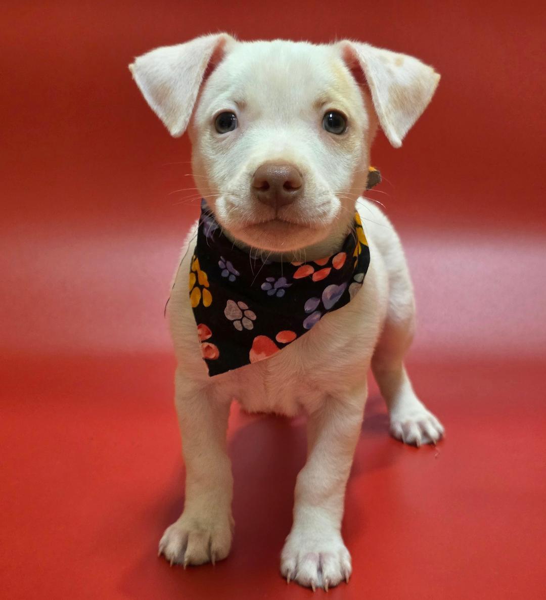 Enlarge Frozone, a Adopted Mixed Breed in Phenix City, AL image 5/5