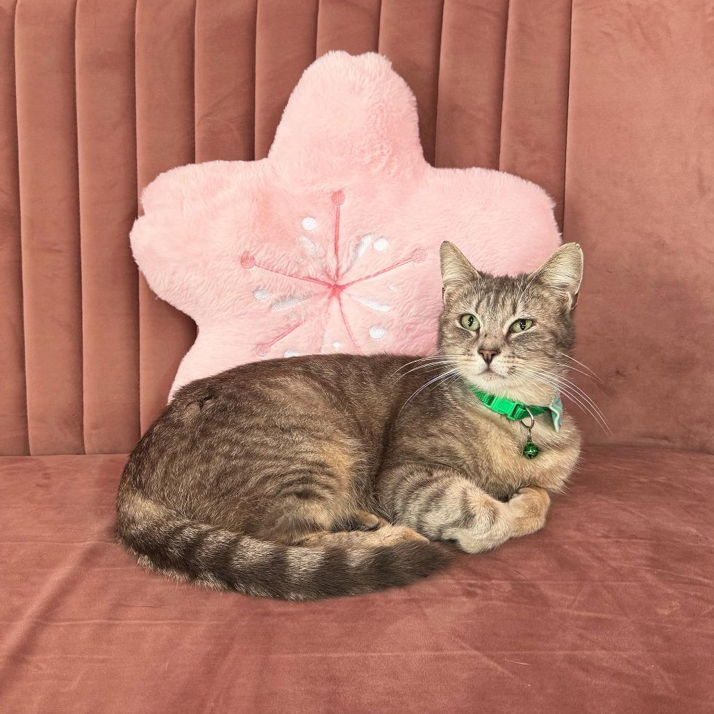 Enlarge Buttercup, a Adoptable Domestic Short Hair in Morgan Hill, CA image 1/3