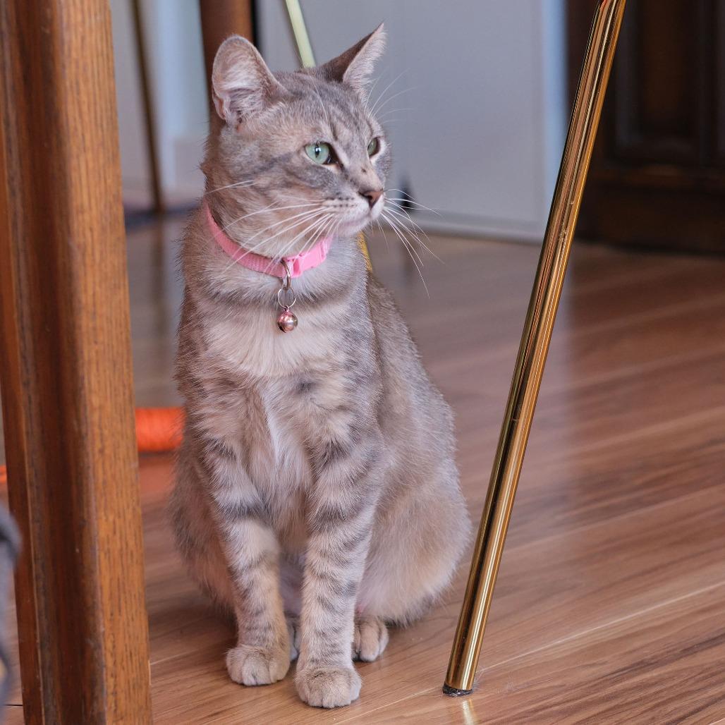 Enlarge Buttercup, a Adoptable Domestic Short Hair in Morgan Hill, CA image 2/3