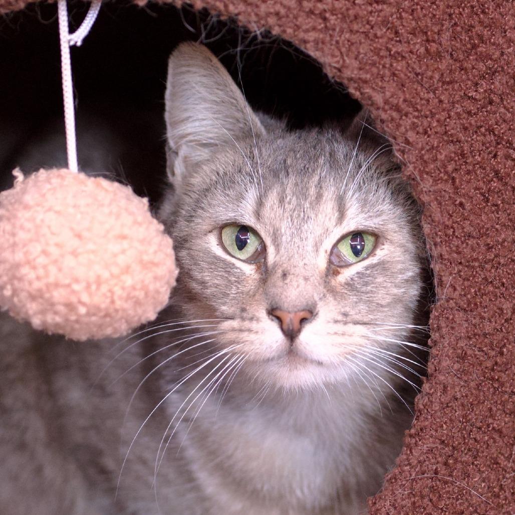 Enlarge Buttercup, a Adoptable Domestic Short Hair in Morgan Hill, CA image 3/3